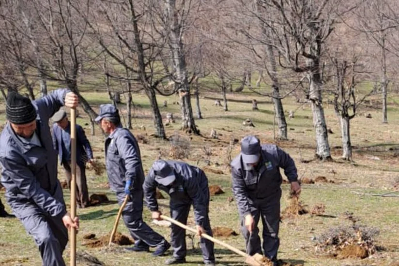 Yaz mövsümündə meşə fondu torpaqlarında 800 mindən çox ağac əkilib
