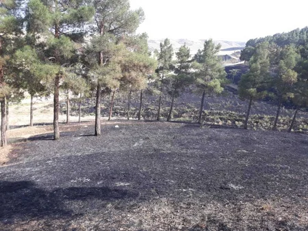 Şabranda meşə zolağında baş vermiş yanğın söndürülüb - YENİLƏNİB - FOTO