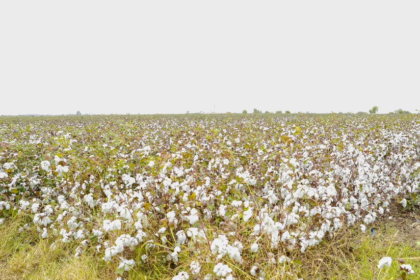 Ağdamın keçmiş təmas xəttinin yanındakı kəndlərdə pambıq yığımı başlayıb
