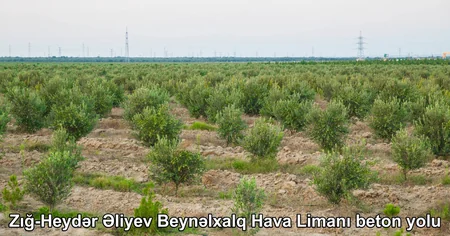 ETSN: Son 3 ayda 160 mindən çox ağac əkilib