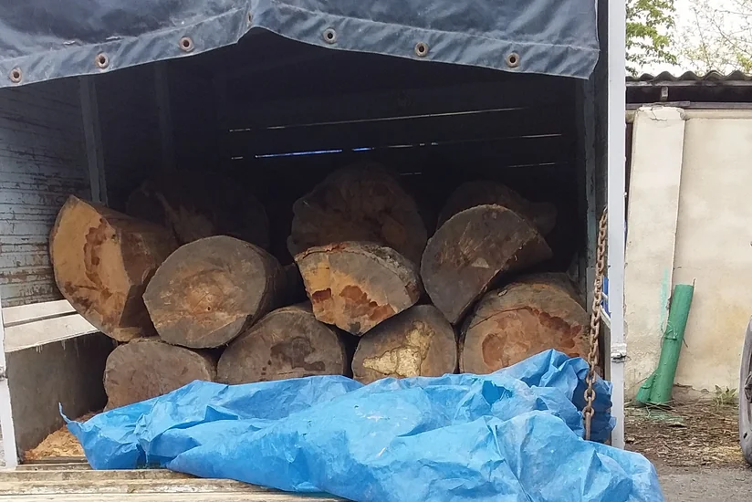 ETSN qanunsuz yolla əldə edilmiş meşə materialı aşkarlayıb