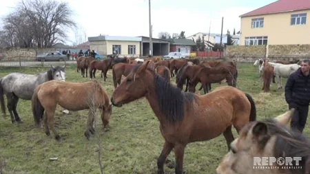 Azərbaycandan Qazaxıstana aparılan heyvanlar arasında oğruluq atlar aşkar olunub