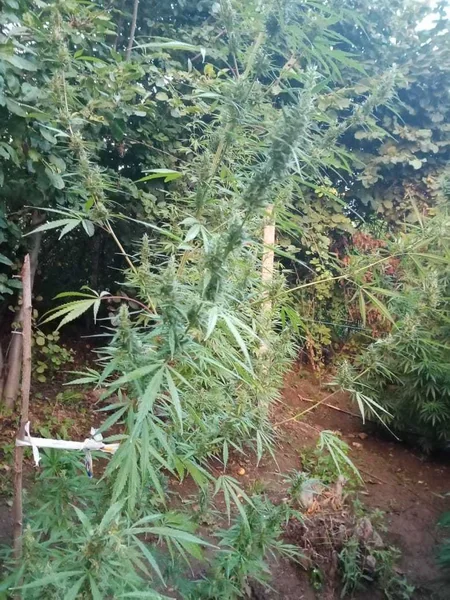 Göygöl sakininin evindən narkotik və sursat aşkarlanıb