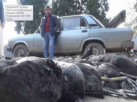 ​Masallı sakini 200-ə yaxın qanunsuz ovlanmış çöl quşu ilə saxlanılıb - FOTO