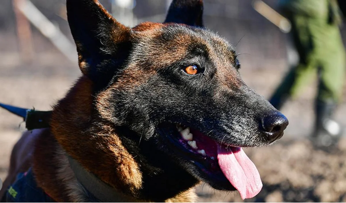 Собак учат выявлять COVID-19