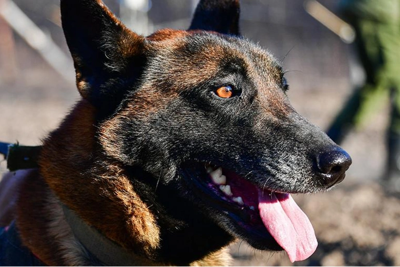 Собак учат выявлять COVID-19