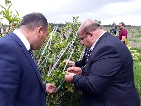 Astarada meyvə bağlarında xəstəlik və zərərvericilərə qarşı mübarizə tədbirləri müzakirə olunub