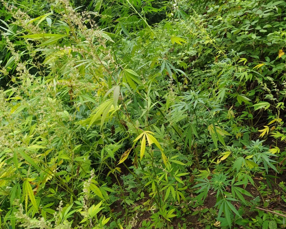 Dağlıq ərazidə narkotik tərkibli bitkilər yetişdirən həmkəndlilər saxlanılıb