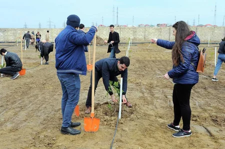 Nazirlər Kabineti Aparatının əməkdaşları ağac əkiblər