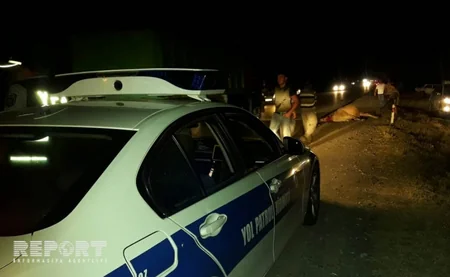 Ağstafada maşın iribuynuzlu heyvanı vuraraq öldürüb - FOTO