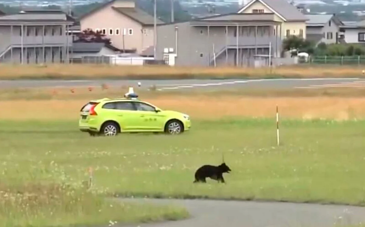 Runaway bear in runway ‘stalemate’ with Japanese airport officials