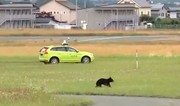 Runaway bear in runway ‘stalemate’ with Japanese airport officials