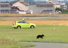 Runaway bear in runway ‘stalemate’ with Japanese airport officials