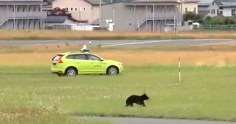 Runaway bear in runway ‘stalemate’ with Japanese airport officials