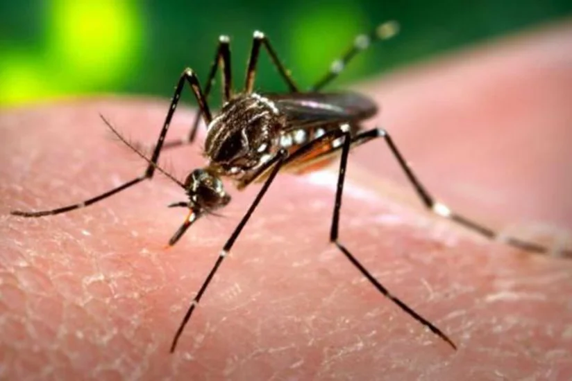 Malayziyada Zika virusuna ilk yoluxma halı aşkarlanıb