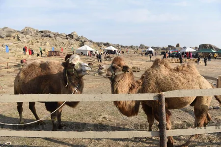 Yurdda bayram” adlı tərəkəmə festivalı keçirilib