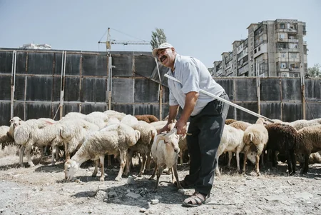 Azərbaycanda Qurban bayramı ilə əlaqədar diri heyvanların satış yarmarkaları fəaliyyətə başlayıb
