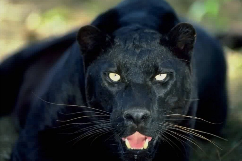 Rusiyada bəbir kişini parçalayaraq öldürüb