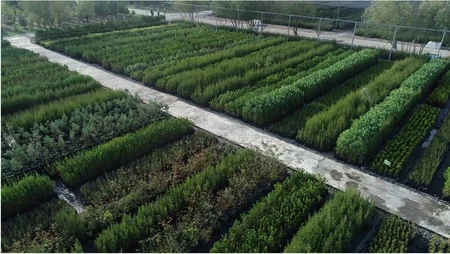 Azərbaycanda rekord sayda ağac əkiləcək