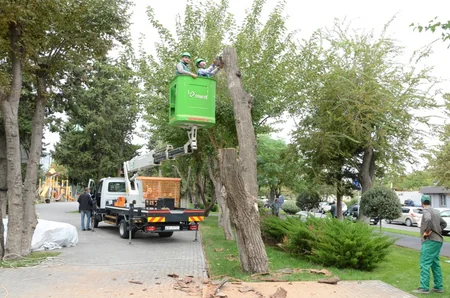 Bakının mərkəzində mövsümi ağaclar əkilir