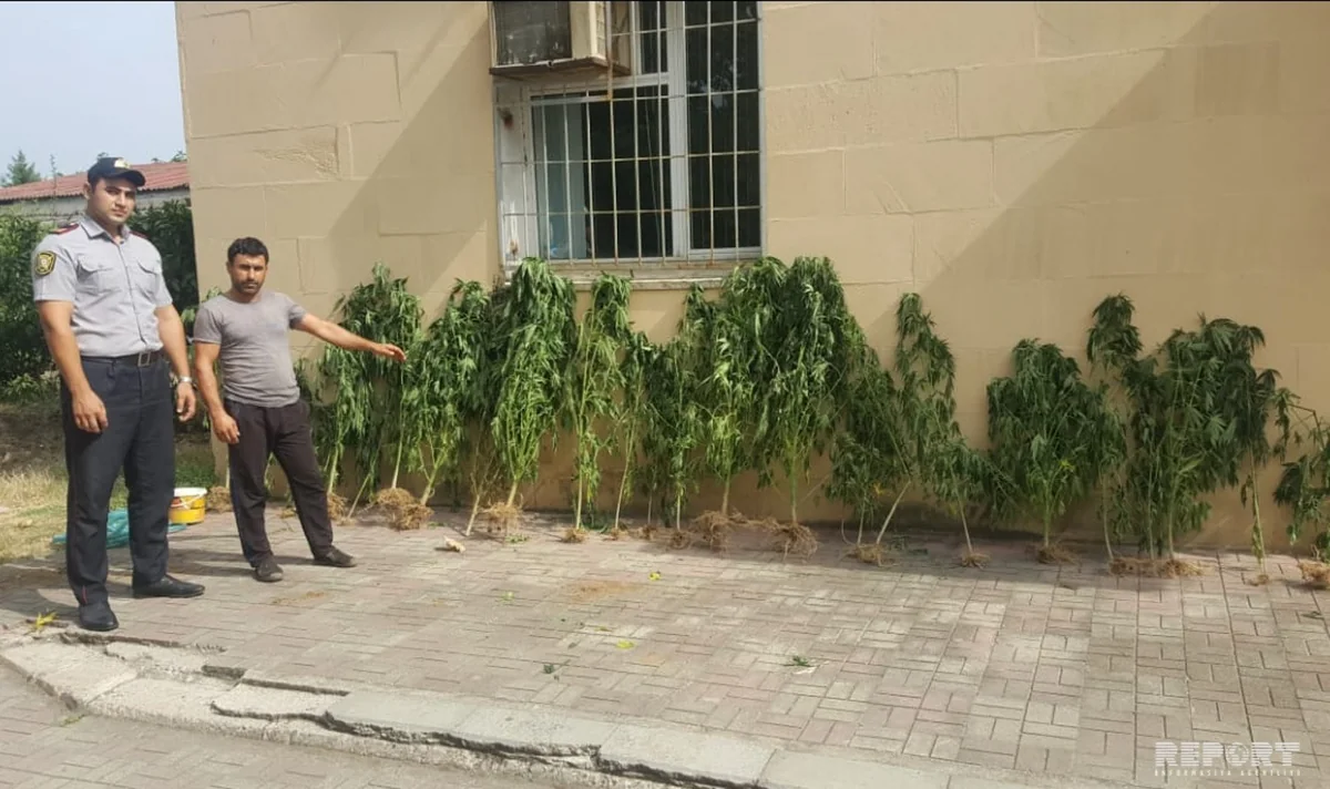 Astarada pay torpağında narkotik bitkilərdən bağ salan şəxs tutulub
