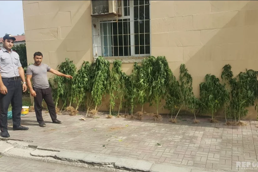 Astarada pay torpağında narkotik bitkilərdən bağ salan şəxs tutulub
