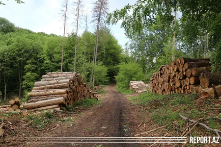 Azərbaycanlı iş adamı Almaniyada saxlanılıb - VİDEOREPORTAJ