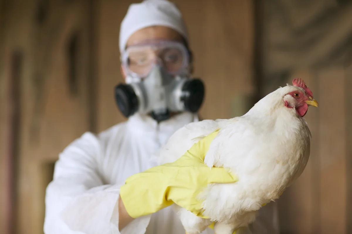 Danimarkada quş qripi epidemiyası başlayıb