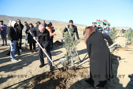 Bakıda genişmiqyaslı ağacəkmə aksiyası keçirilib