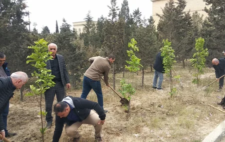 SOCAR “Heydər Əliyev İli” çərçivəsində ağacəkmə aksiyası təşkil edib