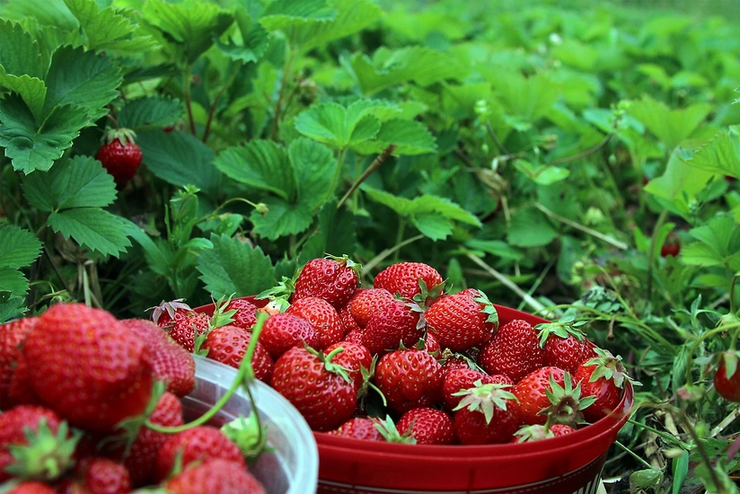 Which berry has anti-aging properties?