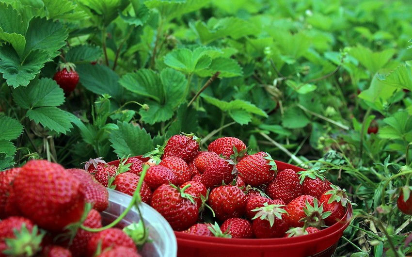 Which berry has anti-aging properties?
