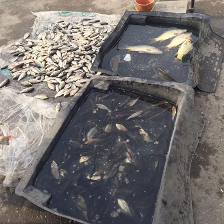 Bərdə bazarında nöqsanlar aşkarlanıb