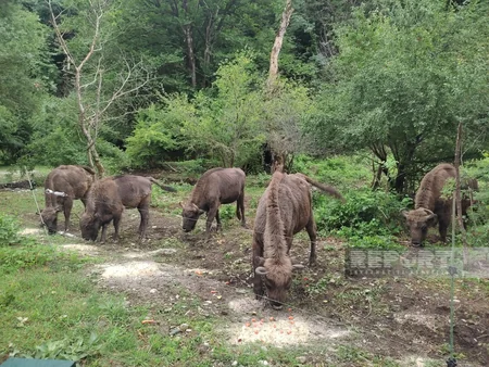 Şahdağ Milli Parkında son 2 həftədə 4 zubr balası doğulub
