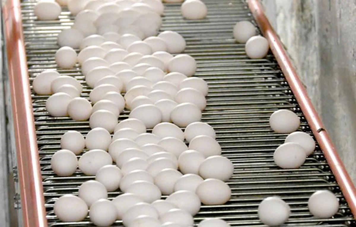 Finland turns down US request for eggs