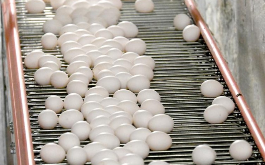 Finland turns down US request for eggs