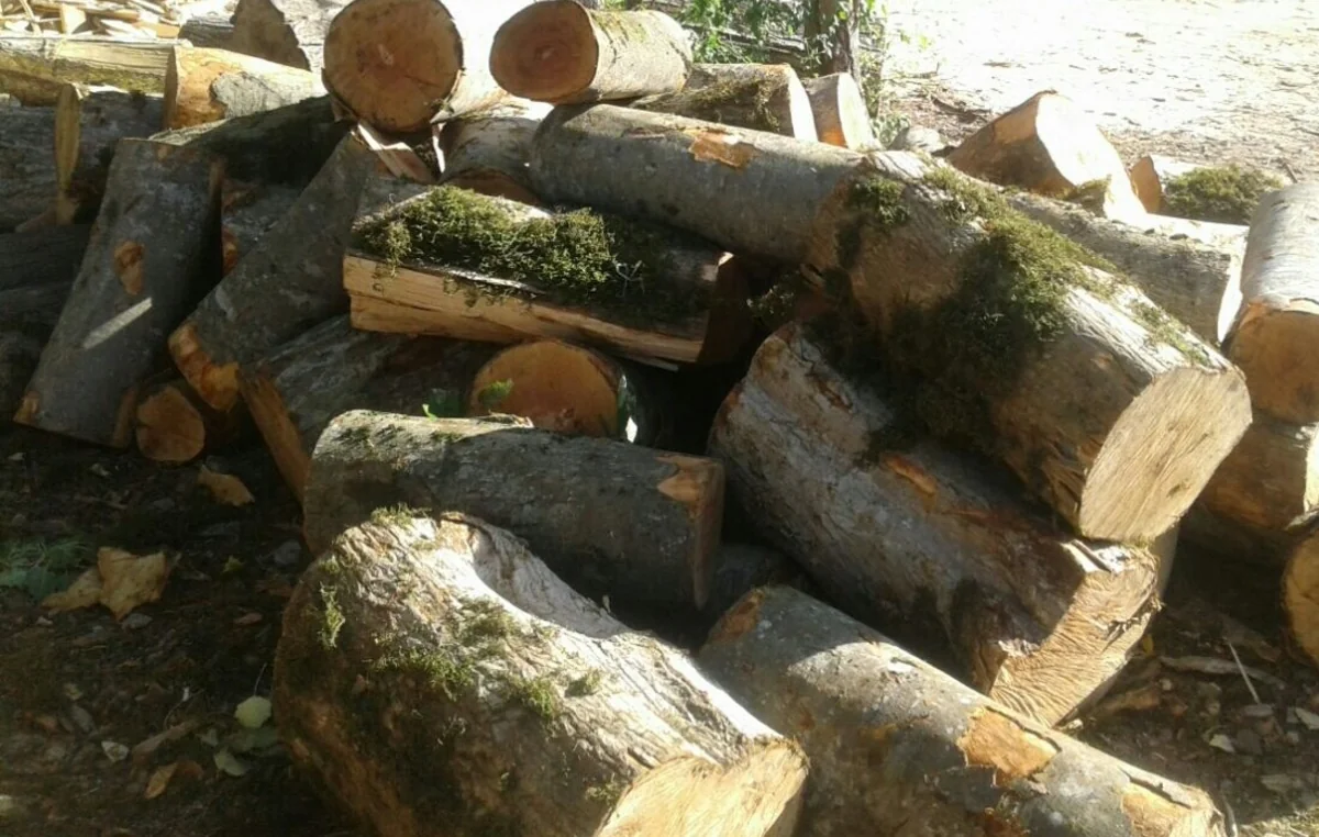 В Хачмазе обнаружены незаконно приобретенные лесоматериалы буковых пород