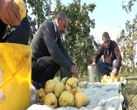Göyçayın heyva bağları: məhsul boldur, alan yoxdur - REPORTAJ