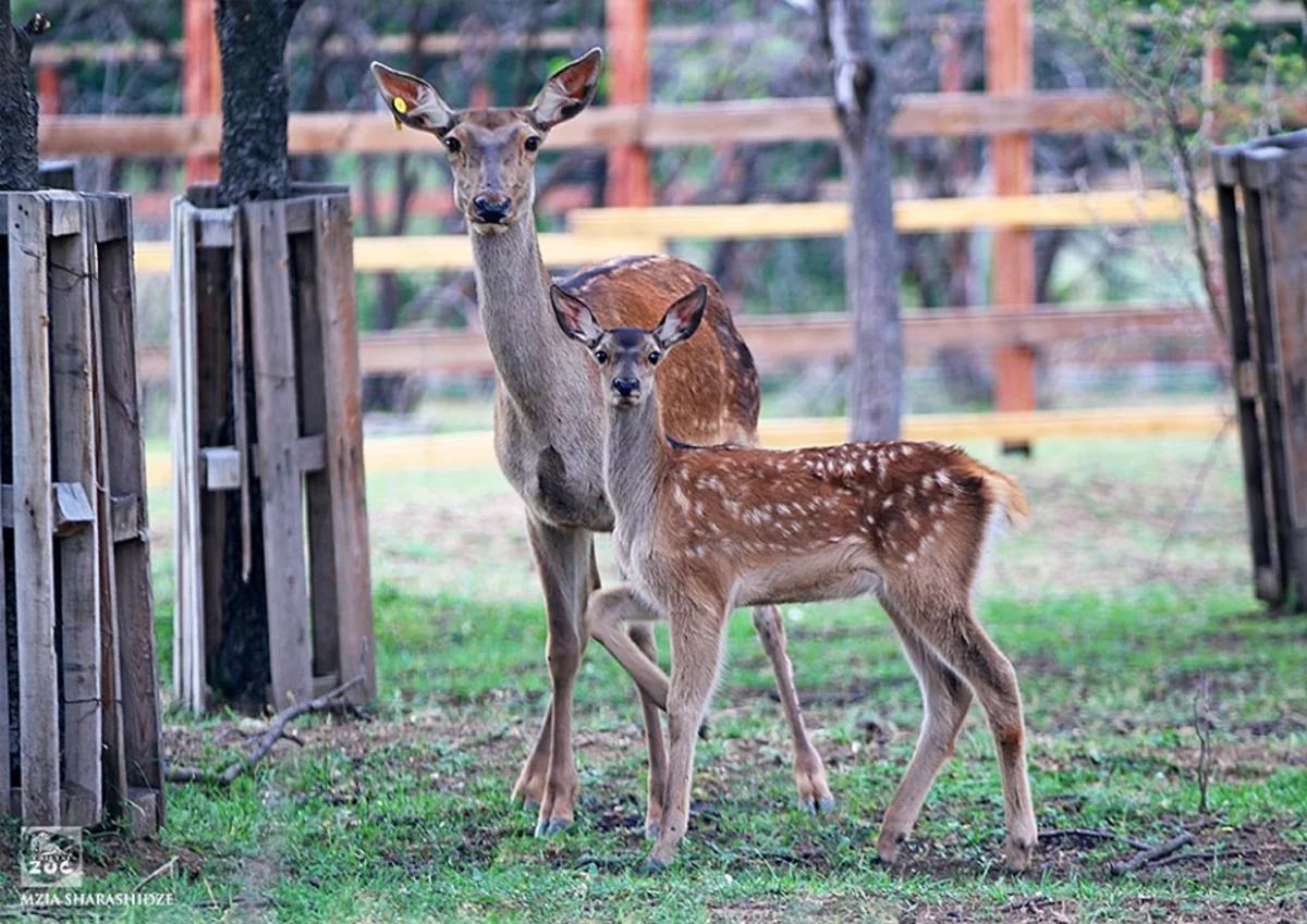 Azərbaycanın Tbilisi Zooparkına hədiyyə etdiyi maralın balası olub