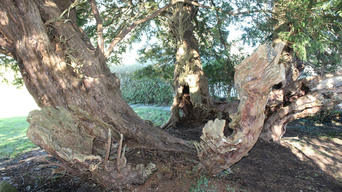 One of Britain’s oldest trees has changed sex