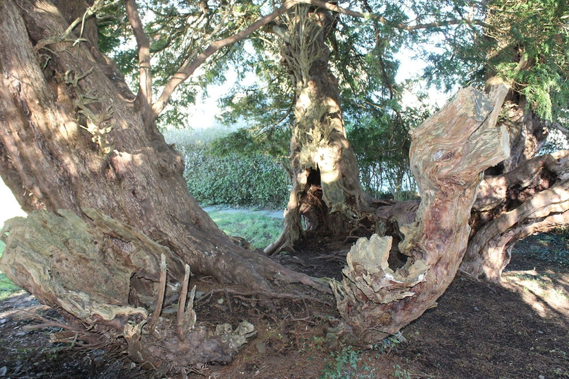 One of Britain’s oldest trees has changed sex