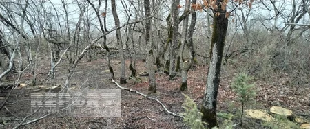 Oğuzda köhnə qəbiristanlıqlarda olan ağaclar kəsilib