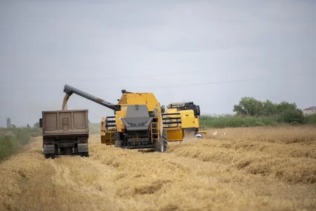 Nazirlik: Taxıl sahələrinin 17 %-də biçin başa çatıb