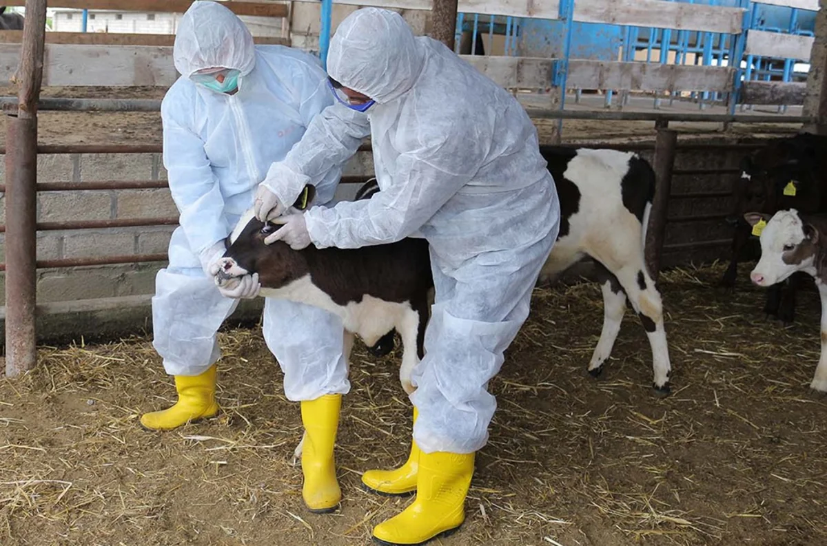 Ağdaşda heyvanlar arasında xüsusi təhlükəli xəstəliklərə qarşı aparılan profilaktik tədbirlər davam etdirilir