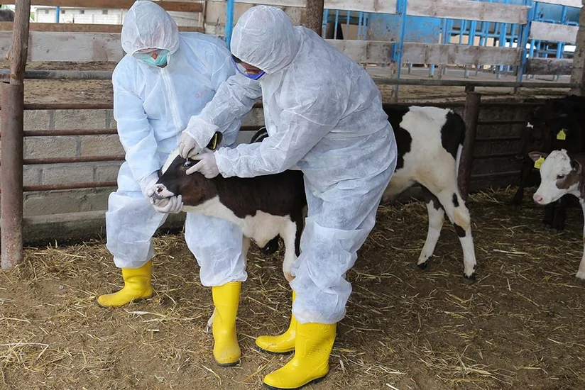 Ağdaşda heyvanlar arasında xüsusi təhlükəli xəstəliklərə qarşı aparılan profilaktik tədbirlər davam etdirilir