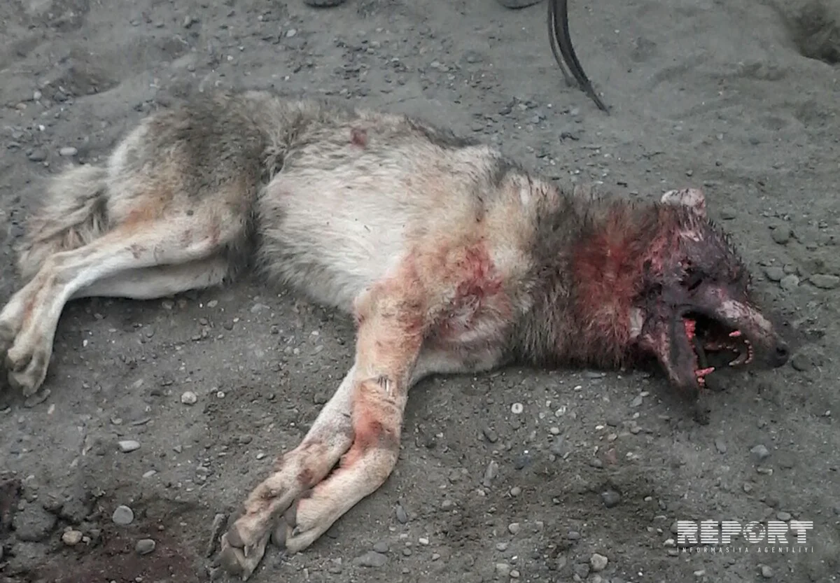 ​Mingəçevirdə canavar gənc oğlanı ağır yaralayıb