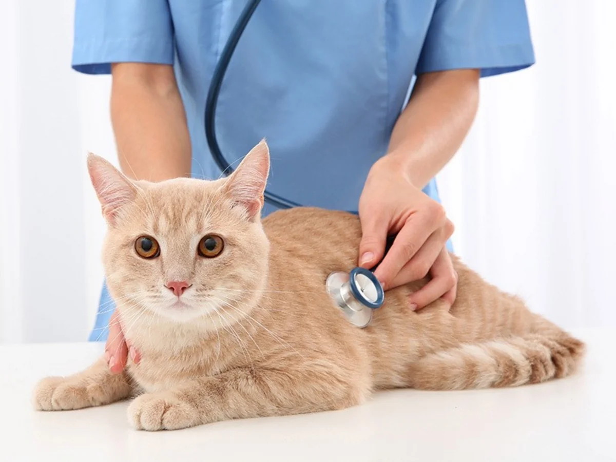 Cat infected with COVID-19 in Spain