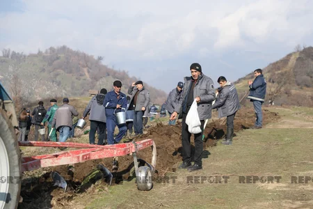 Qəbələnin yanğına məruz qalmış meşə sahəsinə ağac toxumları səpilib