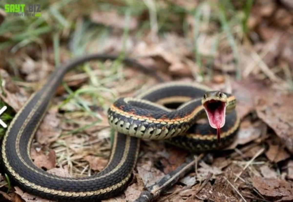 Bərdədə kişini həyətyanı sahədə ilan sancıb