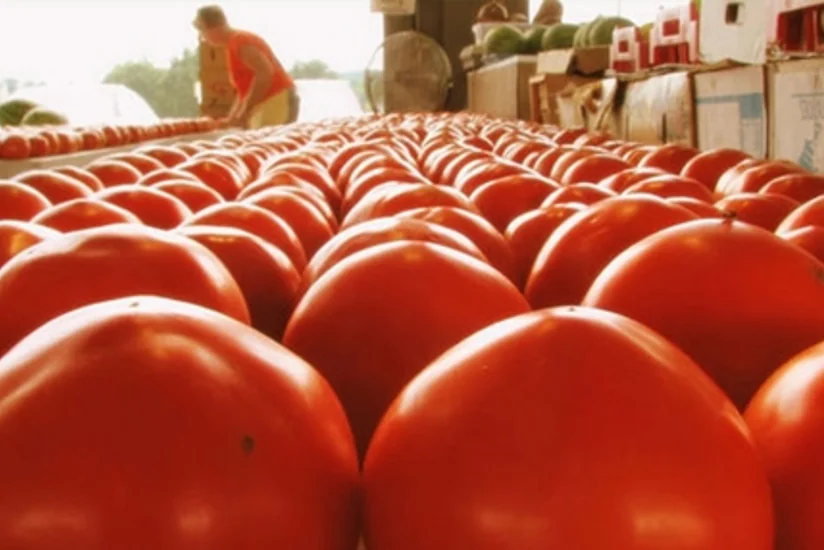 Rusiyanın Türkiyə pomidorlarına sanksiyasının tətbiqi müddəti açıqlanıb